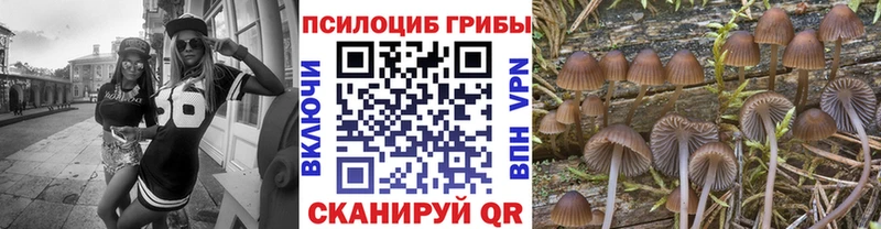 Псилоцибиновые грибы Cubensis  Купить где  Невель 